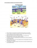 Transport Across the Plasma Membrane